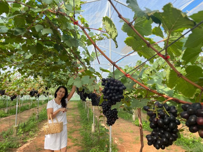 DLV.DP-02 : KÊ GÀ – BÌNH AN FARM – NOVAWORLD PHAN THIẾT