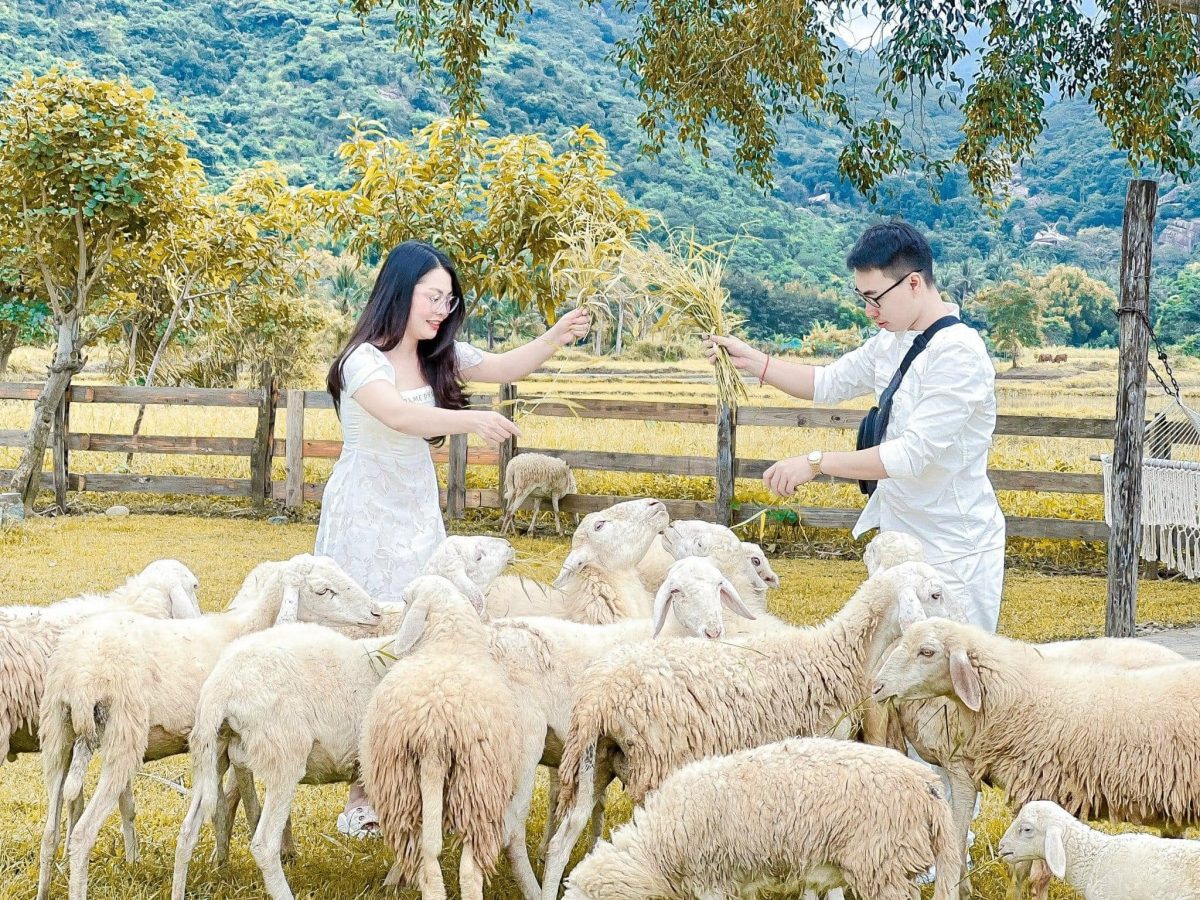 DLV.G-11: ĐỒNG CỪU – VƯỜN NHO – VĨNH HY – HANG RÁI