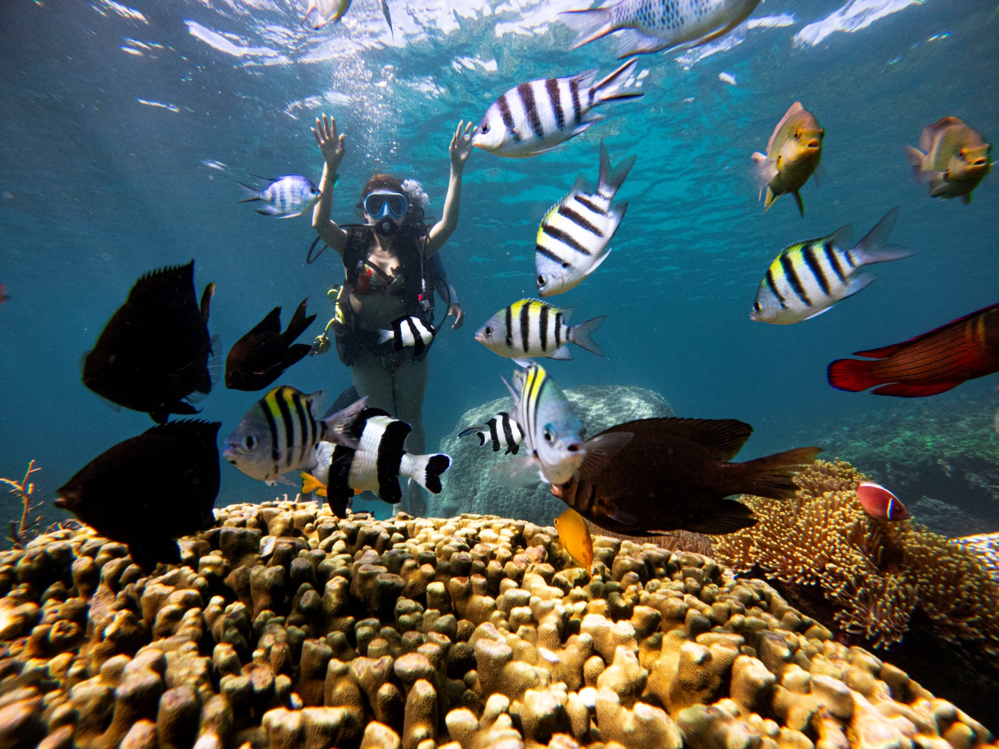 DLV.KM-25: TOUR ĐI BỘ DƯỚI ĐÁY BIỂN SEWARKING