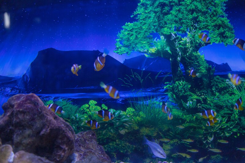 DLV.KM-21 : TOUR 4 ĐẢO