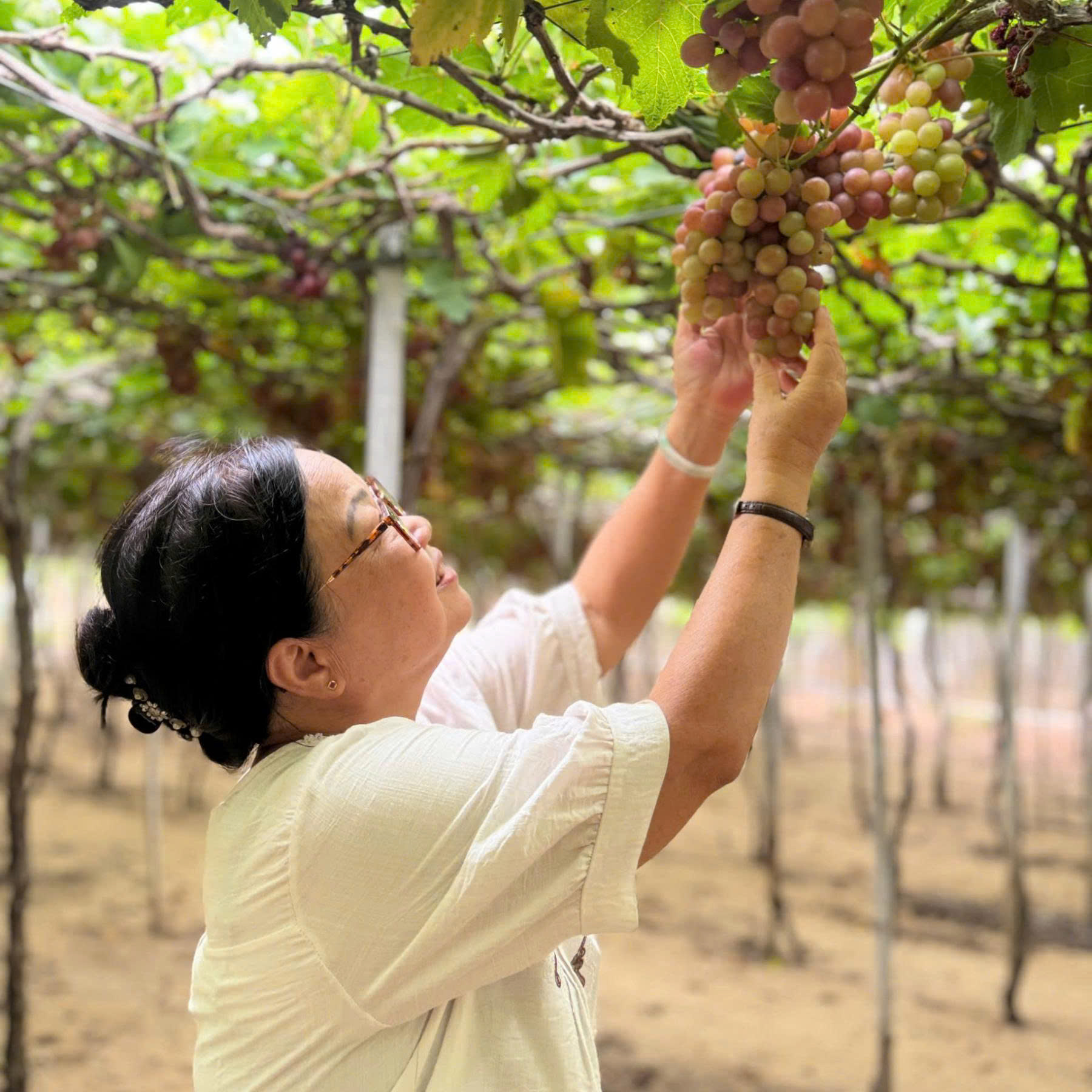 DLV.G-11: ĐỒNG CỪU – VƯỜN NHO – VĨNH HY – HANG RÁI